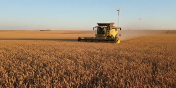 Abundant wheat field with modern combine harvester